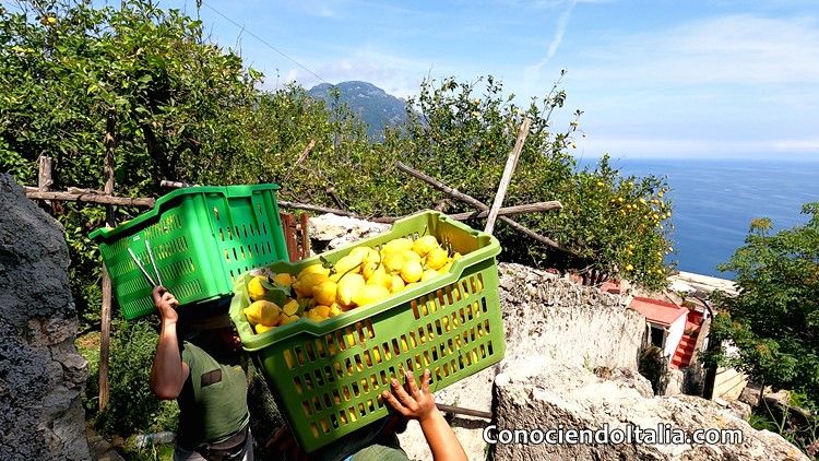 Recogiendo limones en las montañas de la Costa Amalfitana